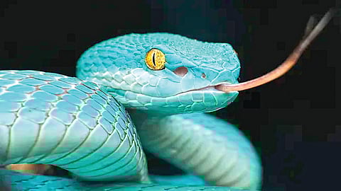 snake inspired infrared camera