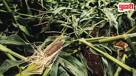 Unseasonal Rain Crop Damage