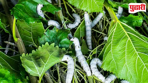 Sericulture development Baramati