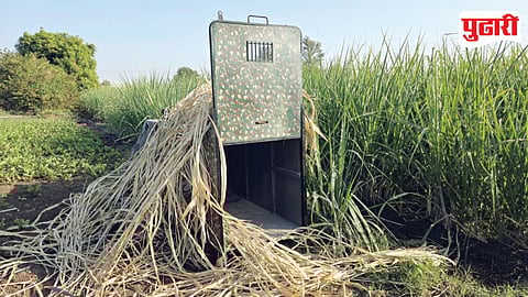 Leopard terror Kalwadi