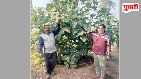 Fig Farming Success