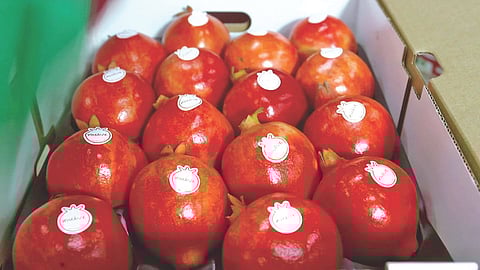 JNPT port agricultural exports