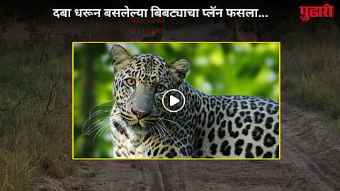 Leopard Attack Viral Video 