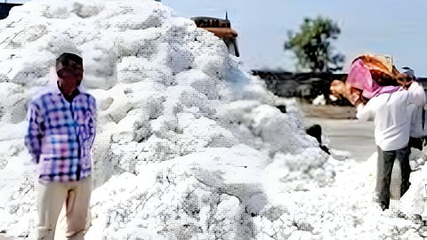 CCI cotton procurement