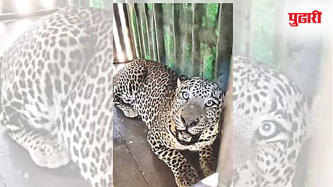 Leopard News