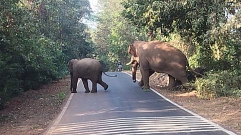 Sindhudurg Elephant