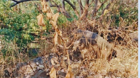 पारसिक हिलवरील ‌‘वसुंधरा‌’ होरपळली