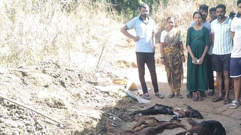 Leopard attack in Murbad