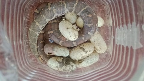 Female Russell’s viper