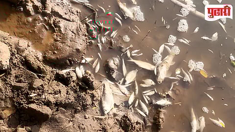 Nira River Pollution