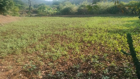 Girne village chavli popularity