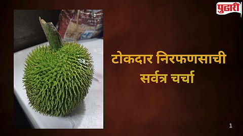 Nirphanas  unique fruits of Konkan 