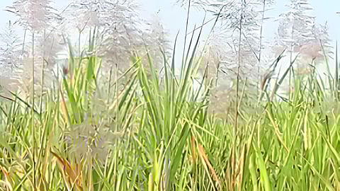 Paithan Sugarcane News