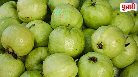 Guava