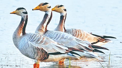 Mandesh Migratory birds