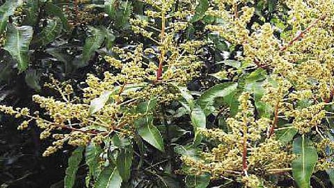Mango flowering season