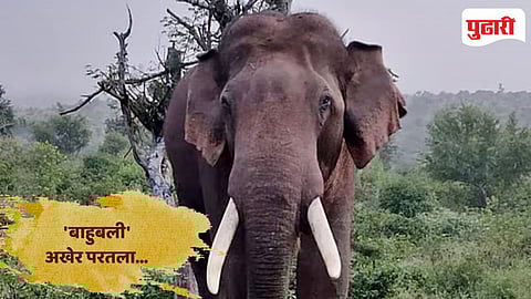 Bahubali Elephant Tilari