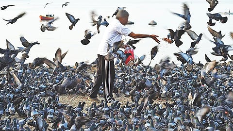 Fine for feeding pigeons