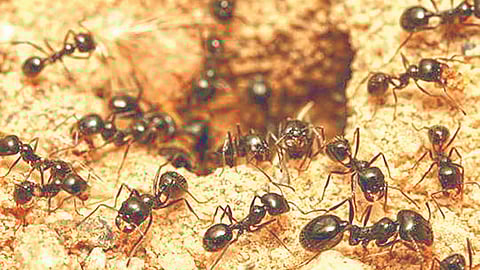 Ant Population