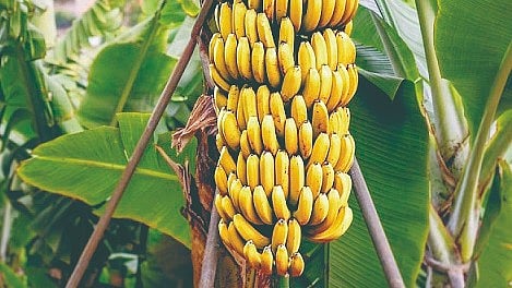 Solapur Bananas