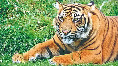 Sumatran tiger