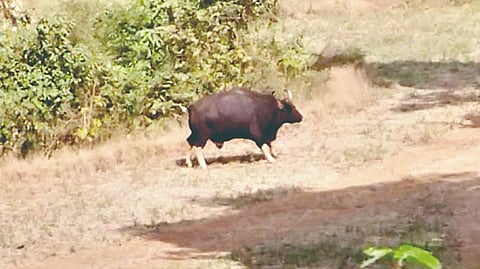 Gaur Released in Chandoli Wildlife