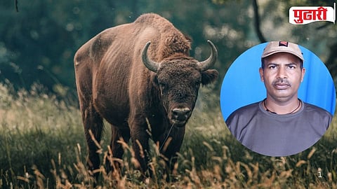 Gaur Attack Farmer Injured Shahuwadi