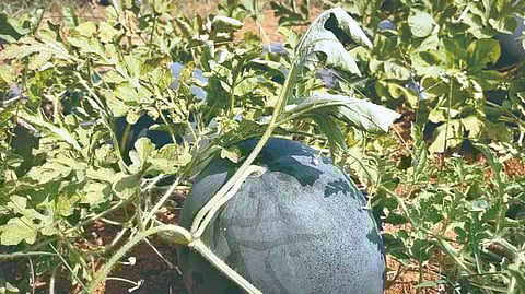 Watermelon Farming