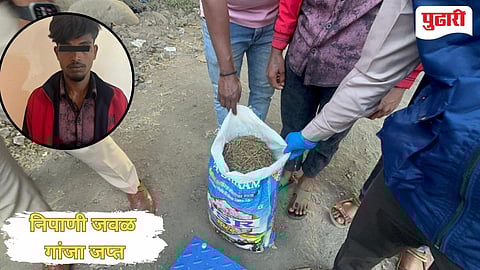 Cannabis Seized in Nipani 