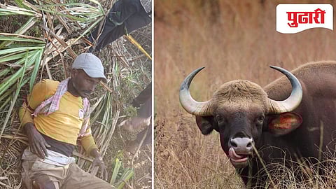 Shahuwadi Mandur  Farmers Injured