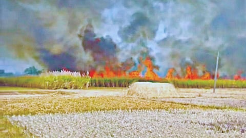 Belgaum Sugarcane Fire