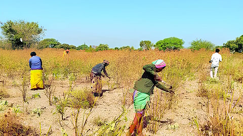 Jalna Agriculture News