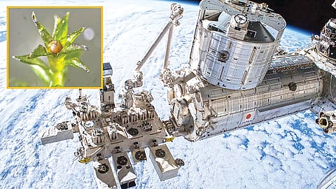 Purest Place Microbes