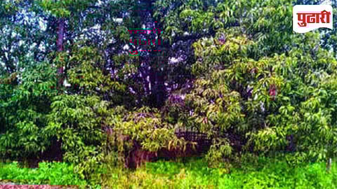 Winter Conducive Environment : आंबा कलमांसह कडधान्यासाठी पोषक वातावरण