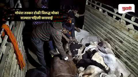 Cattle Smuggling Maharashtra