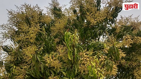 Mango Trees Bloomed