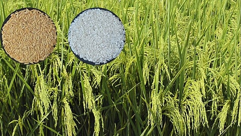 Trombay Konkan Mahan