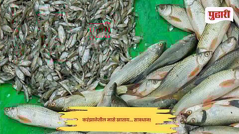 Goa news : करंझाळेतील मासे खाताय... सावधान!