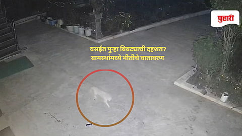 Palghar news: वसईत पुन्हा बिबट्याची दहशत? CCTV त कैद झाला वावर; ग्रामस्थांमध्ये खळबळ