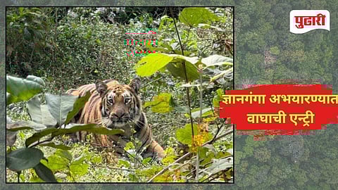 Tiger Release 