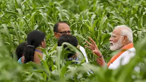 ICARने विकसित केल्या २५ पिकांच्या १८४ नवीन जाती, कृषीमंत्र्यांकडून राष्ट्राला समर्पित