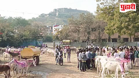 Jejuri Donkey Market