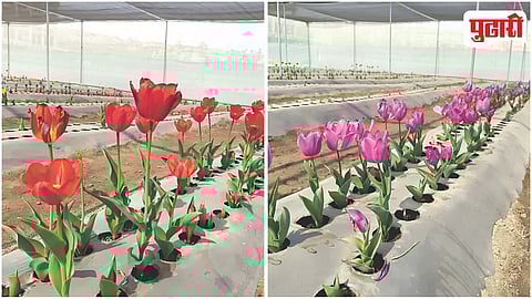 Sangamner Tulip Garden