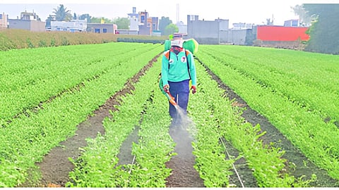 Jalna Agriculture News