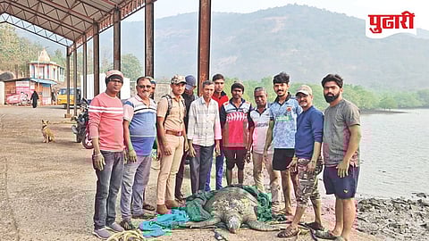 Green sea turtle Bagmand