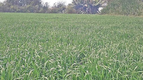 Wheat and Gram Production