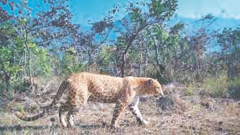 Rare Chandni Leopard