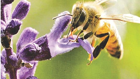 Honey Village in Nanded