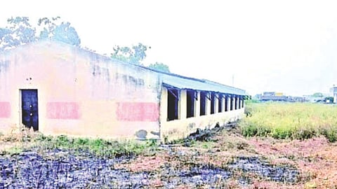 Government Poultry Farm Funding