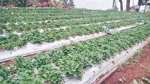 Panchgani Strawberry